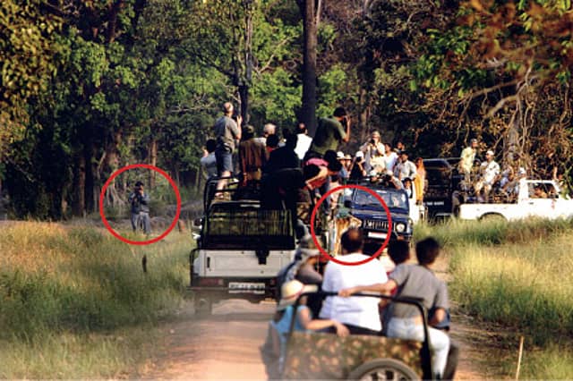 Crouching Tourists, Hidden Tiger