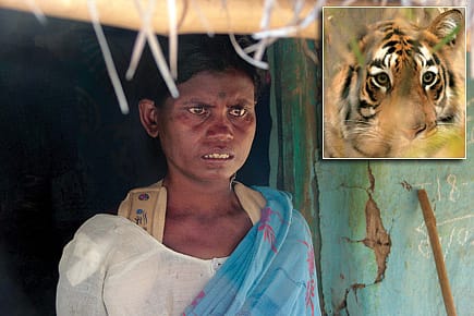 Tadoba’s Bloody Trails