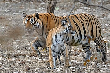 The Male Tiger Mom
