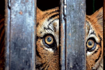 To Catch a Tiger To Catch a Tiger