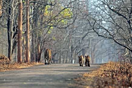 Tiger Darshan