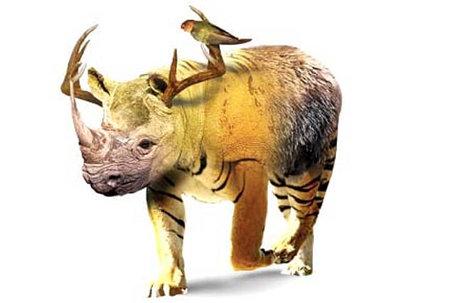 You Are Not Tiger’s Wife…