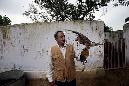 The Falconer’s Knot