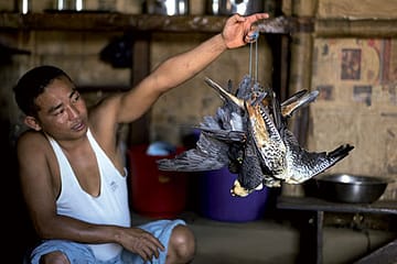 The Killing Fields of Falcons