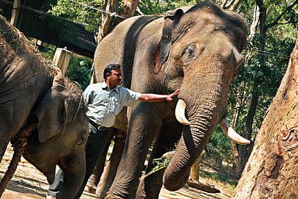 Trunk Call