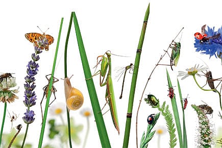 My Life with Crickets, Frogs and Bees