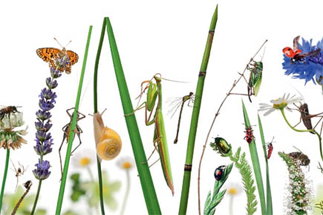 My Life with Crickets, Frogs and Bees