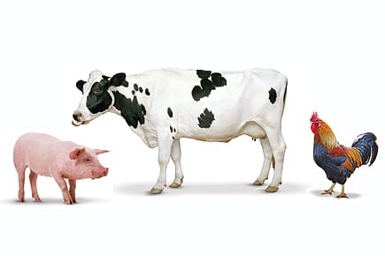 Those Swine in the West