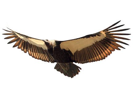 Vulture in Wait…