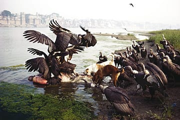 The Last Indian Vultures