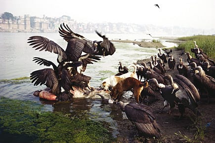 The Last Indian Vultures