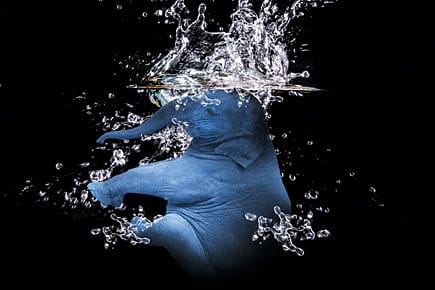 Sinking Elephant Sinking Elephant