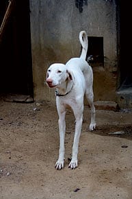 Every dog has its day