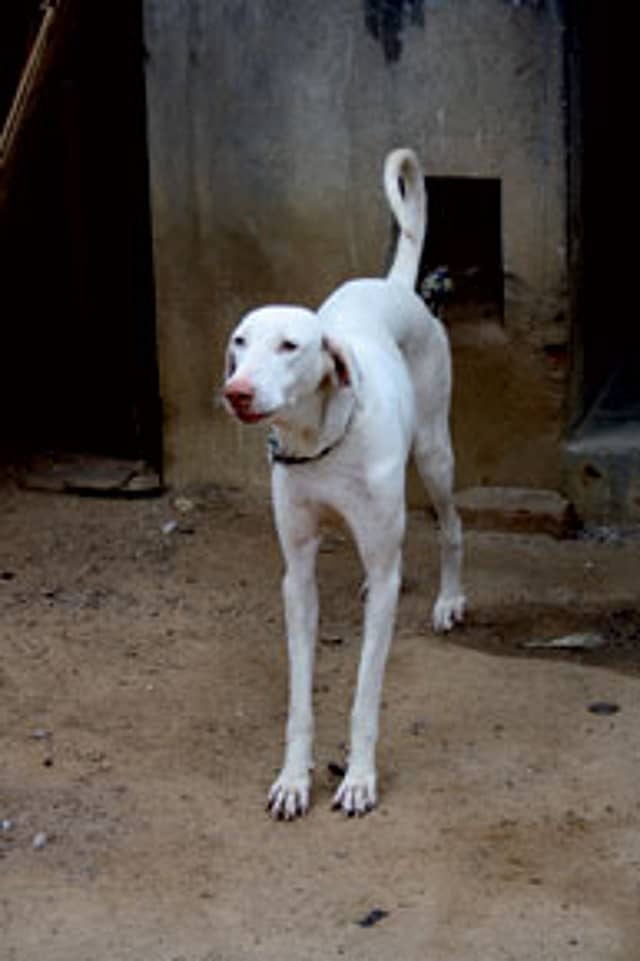 Every dog has its day