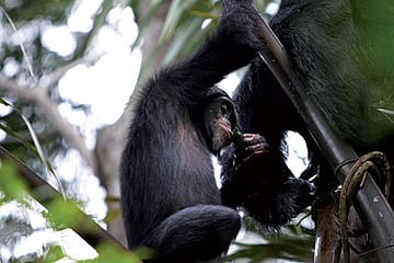 Chimps like their tipple