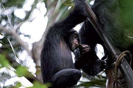 Chimps like their tipple