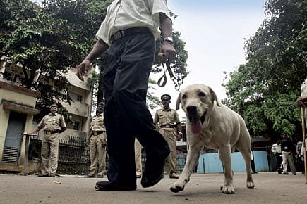 Look who’s growling at the beef ban
