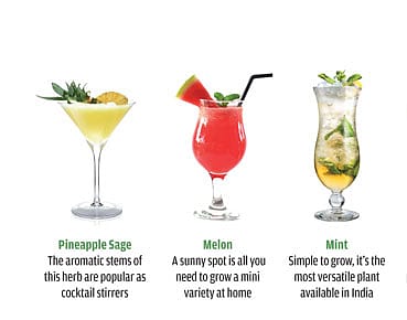 Grow Your Own Cocktail
