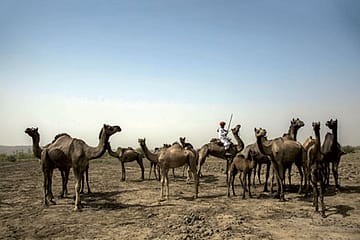 Desert Storm: Camels in the Zoo