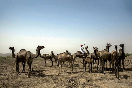 Desert Storm: Camels in the Zoo Desert Storm: Camels in the Zoo