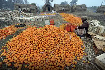 Agriculture: The Missed Harvest