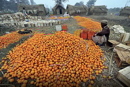 Agriculture: The Missed Harvest