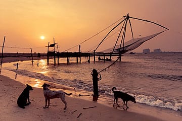 Kerala’s Dog-Culling Order