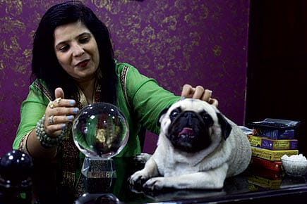 Animal Healers: The Pet Whisperers