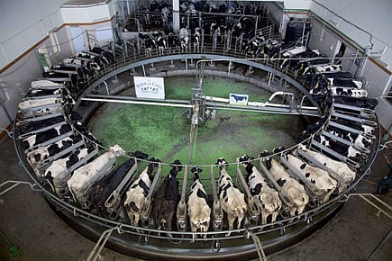 Happy Cows and Luxury Milk