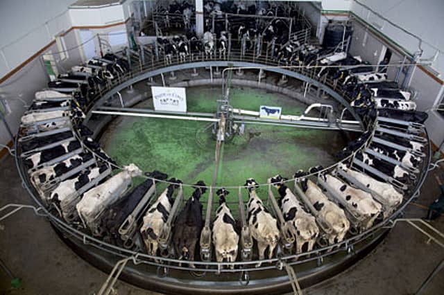 Happy Cows and Luxury Milk