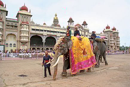 The Magnetic Mahouts of Mysuru