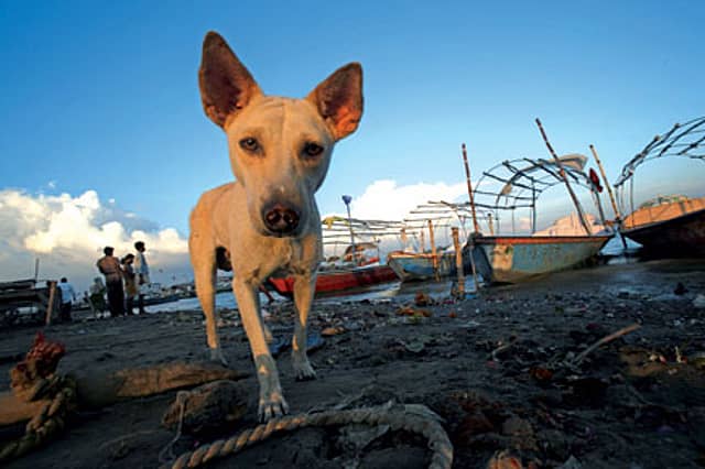 Pleasures of Being Doggone Gods