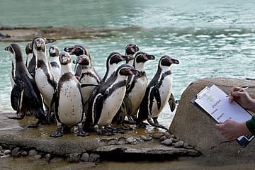 A Rs 106 Crore Bill for Happy Feet