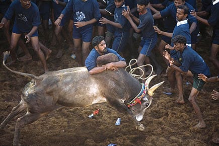 Jallikattu