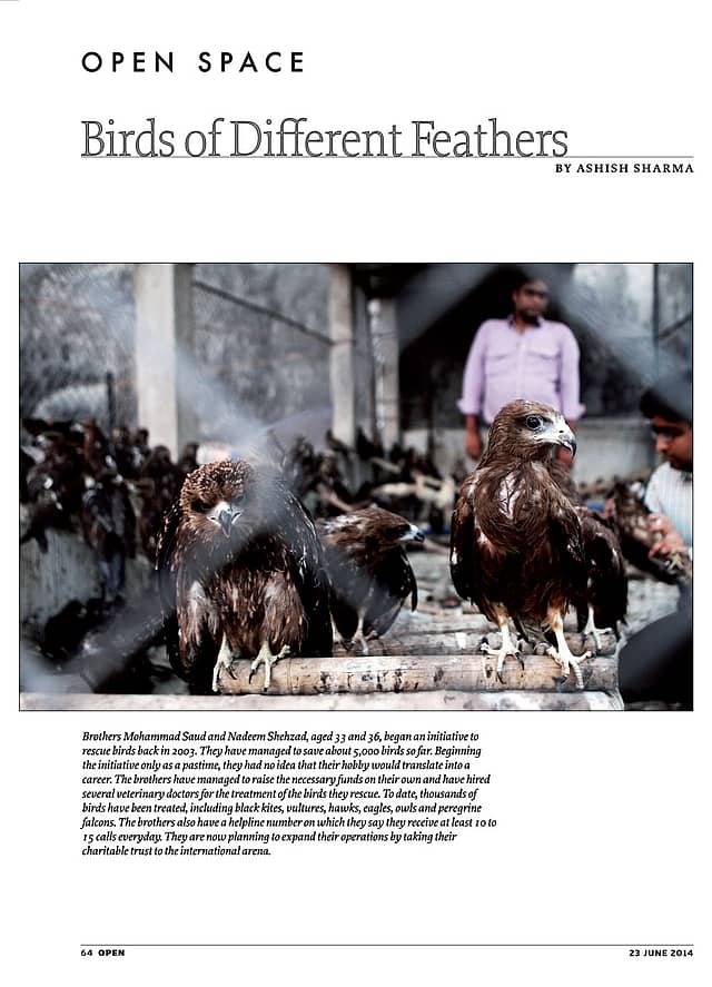 Birds of different feathers