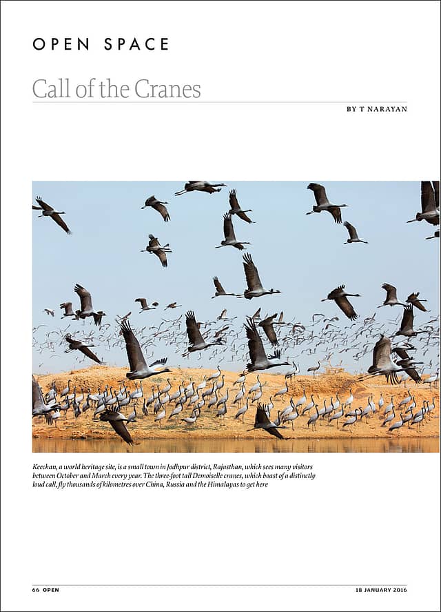 Call of the Cranes