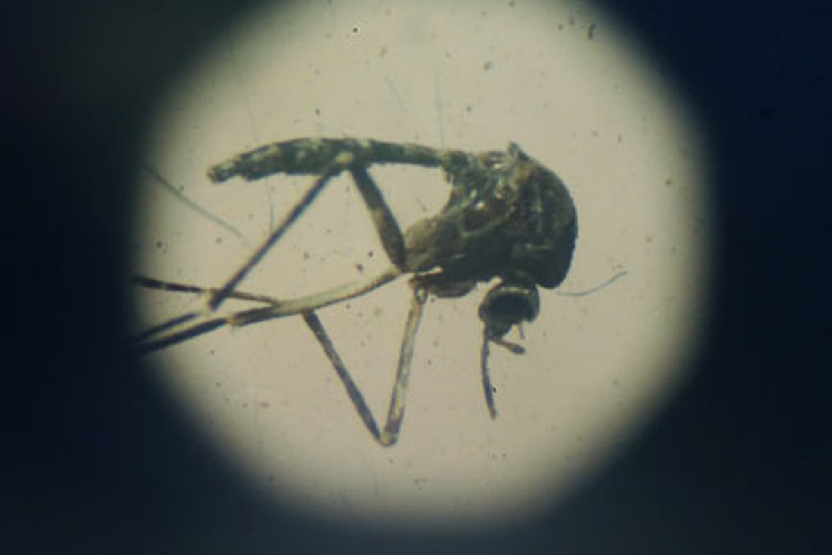 Zakataka Insect The Calm Before the Zika Storm