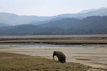 The Tiger, The Tusker And a Forest Guard