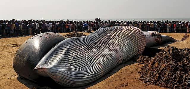 Whales: Death on Far Shores