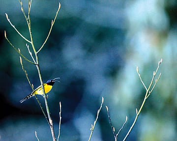 A Cockney Chaffinch and the Art of Birdsong