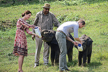 WillKat and the Endearing Eleven of Kaziranga