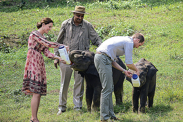 WillKat and the Endearing Eleven of Kaziranga