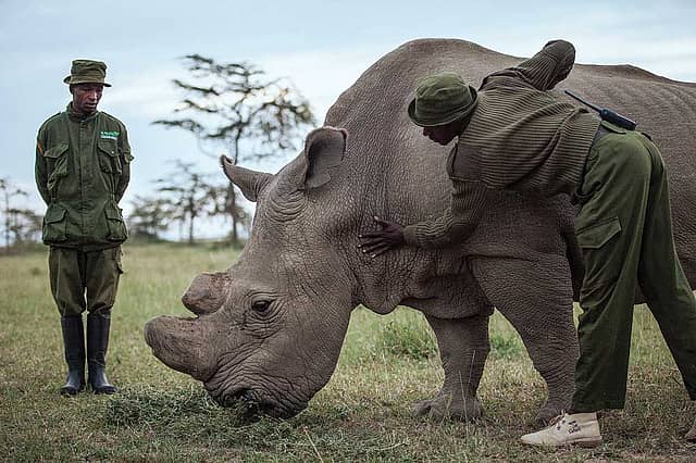 Last Rhino Standing