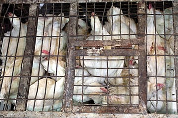 Good Food vs Bad Food