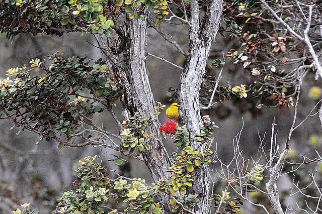 Honeycreepers in the Land of Fire