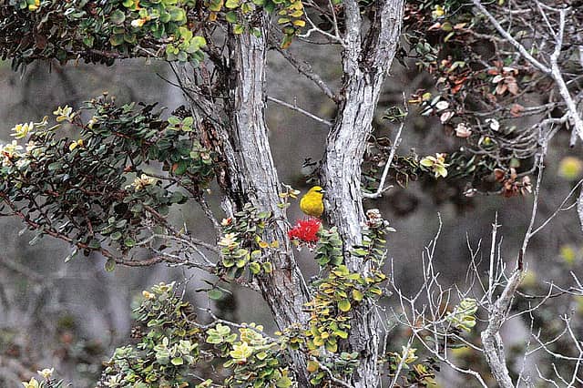 Honeycreepers in the Land of Fire
