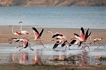 Tigers, Tribals and Tourism