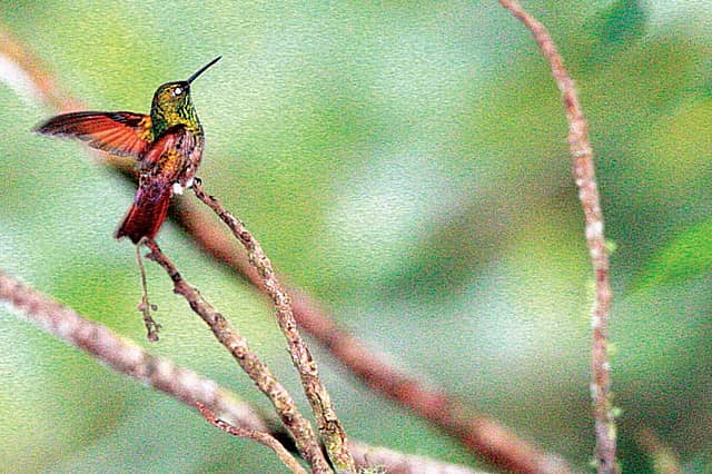 A Hymn to Hummingbirds