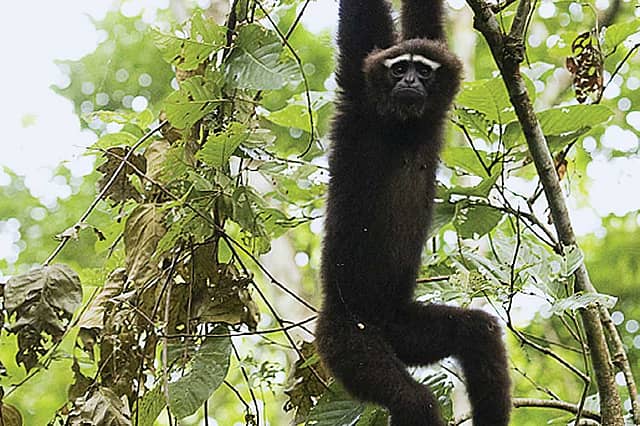 Call of the Apes