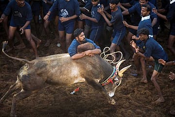 Jallikattu: Bullish on Identity